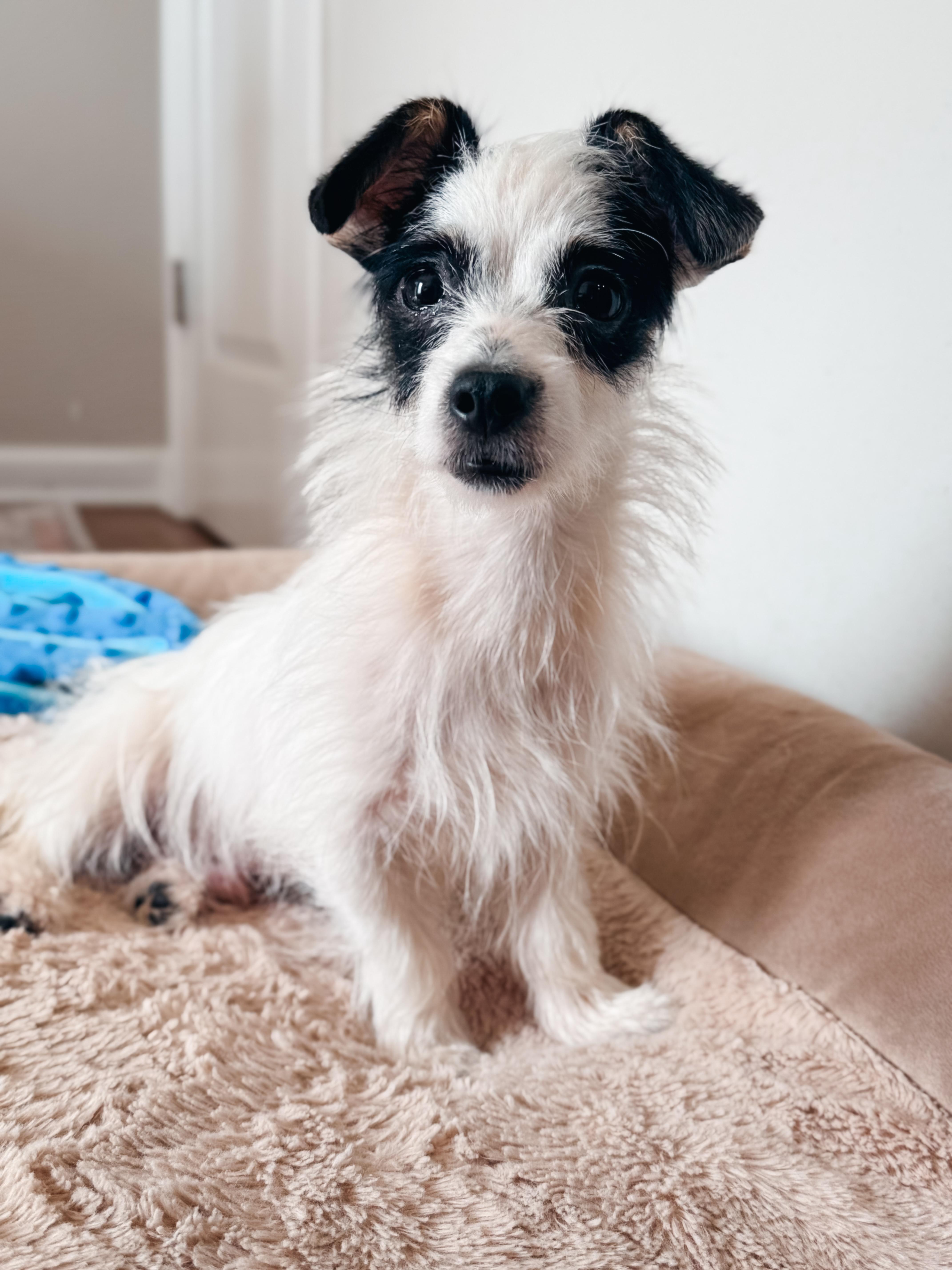 A baby small-sized male Black Terrier dog named Sullivan for adoption in Atlanta, GA
