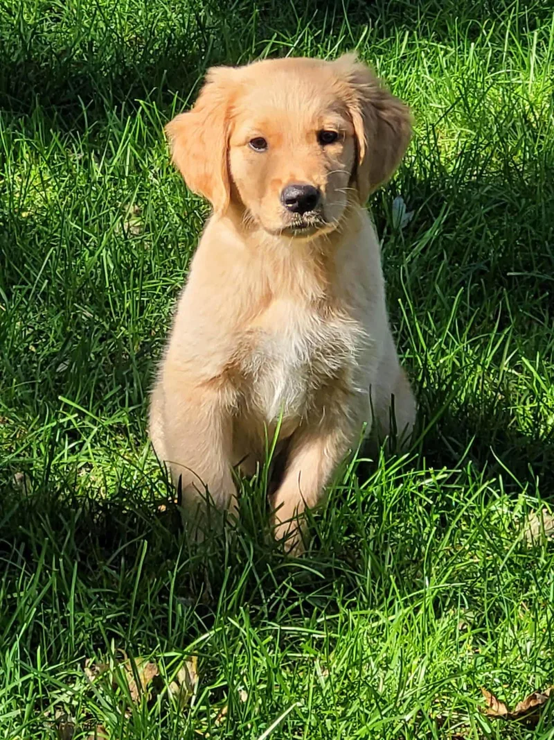 A baby large-sized male Golden Retriever dog named Pooh Bear for adoption in Waterville, OH