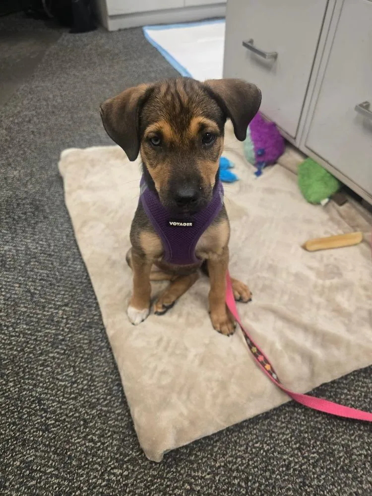 A baby small-sized female Retriever dog named Leela for adoption in Valley Stream, NY