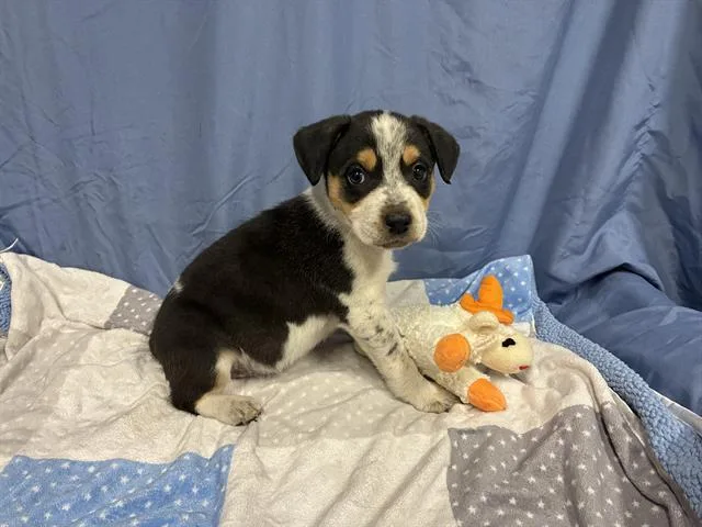 A baby small-sized female Australian Cattle Dog / Blue Heeler dog named Dottie for adoption in Modesto, CA