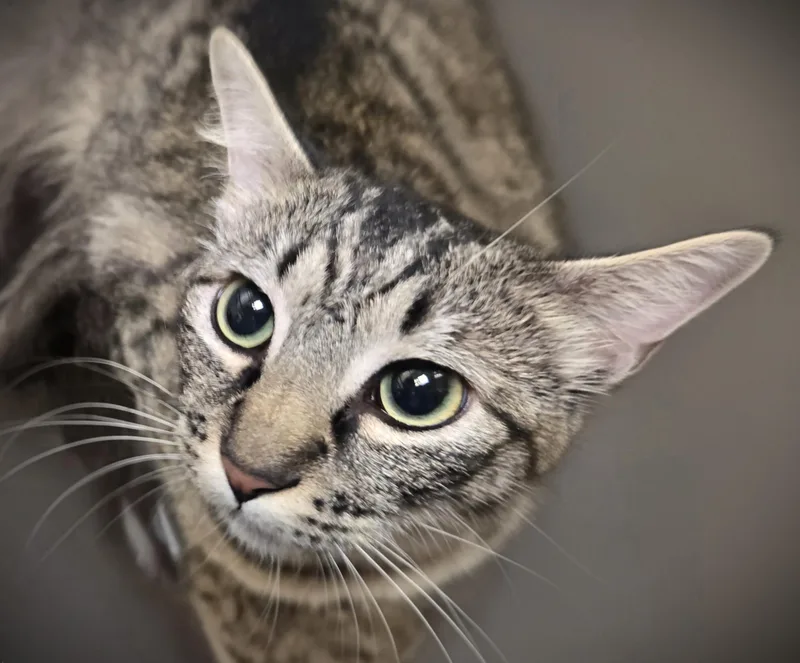 A young medium-sized female Domestic Medium Hair cat named Layla for adoption in Los Angeles, CA
