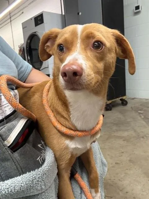 A young medium-sized male Chihuahua dog named A for adoption in Pasadena, TX