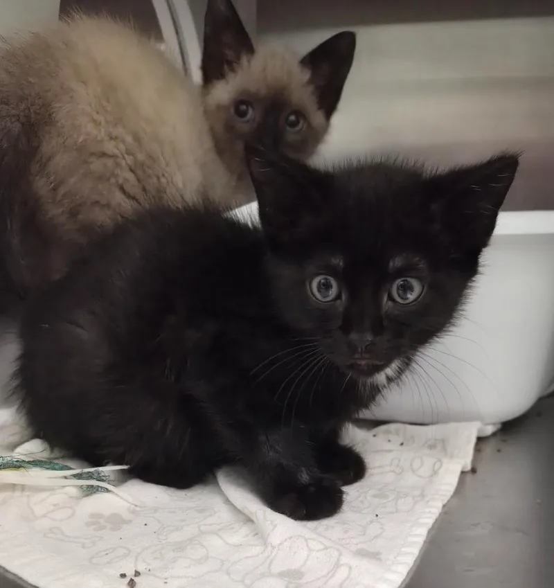A baby medium-sized male Domestic Short Hair cat named Cowboy Curtis for adoption in Athens, TN