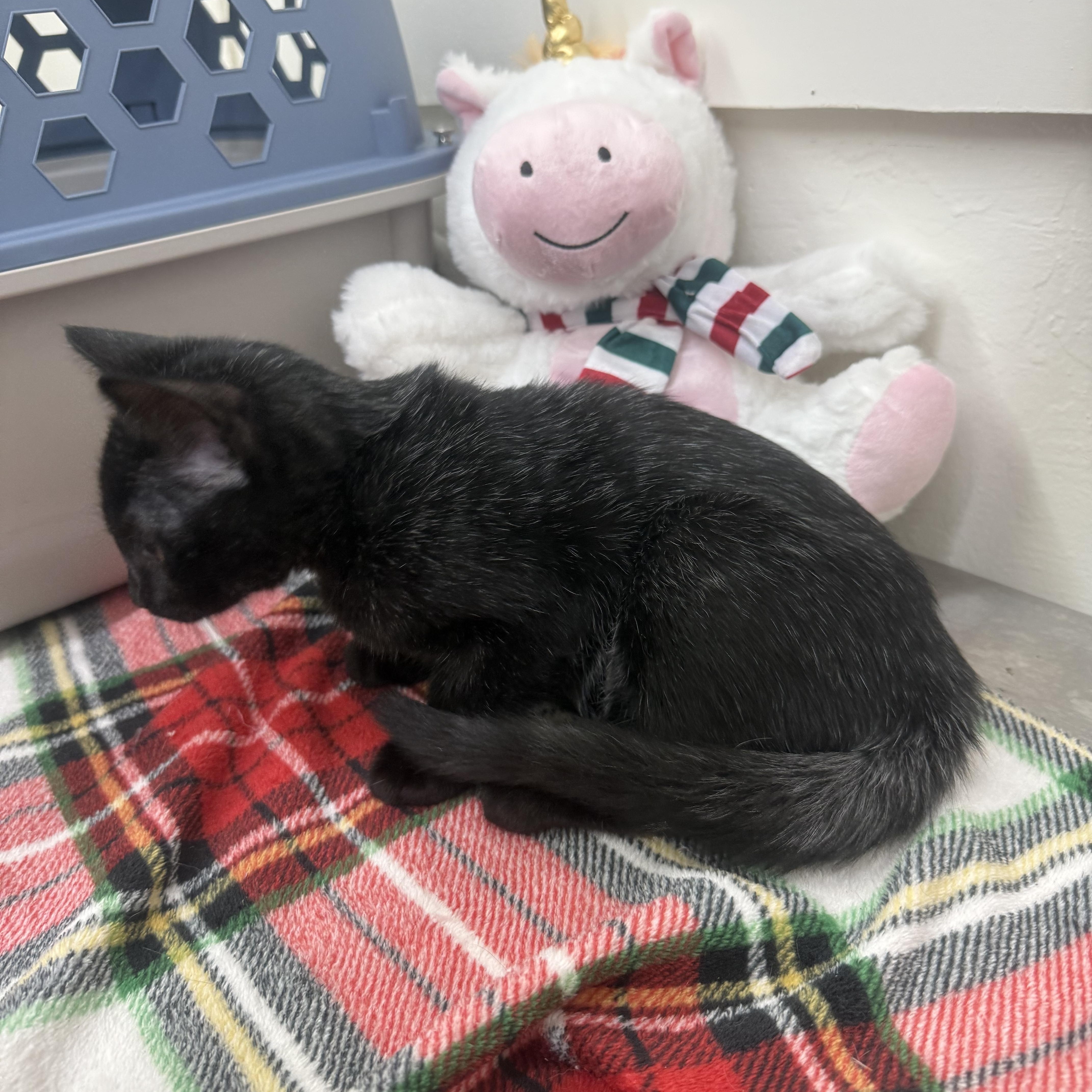 A young medium-sized female Black & White / Tuxedo Domestic Short Hair cat named Blue for adoption in Sonora, CA
