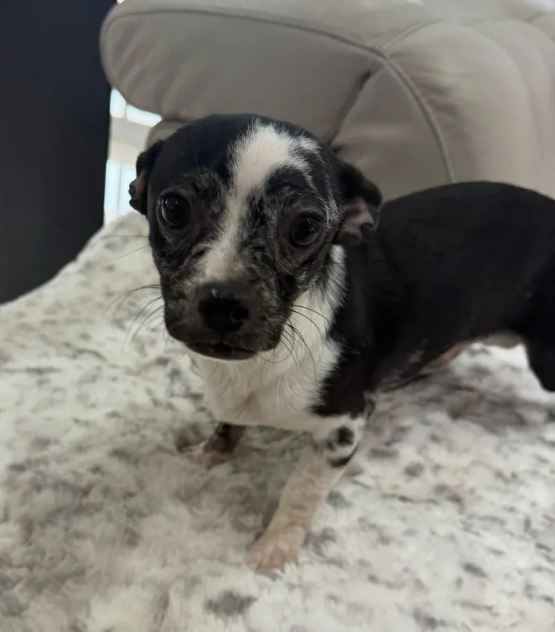 Martie The Mini Bestie thumbnail 2