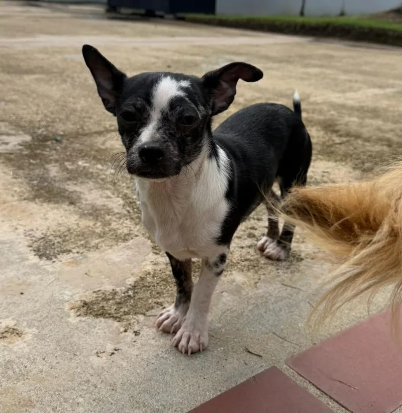 Martie The Mini Bestie