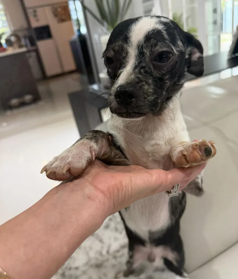 Martie The Mini Bestie thumbnail 4