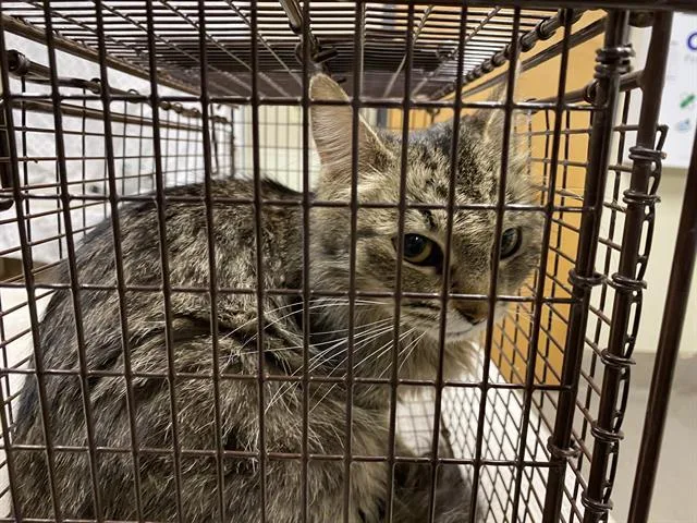 A young medium-sized female Domestic Long Hair cat named A for adoption in Modesto, CA