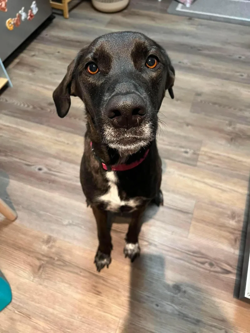 Nova