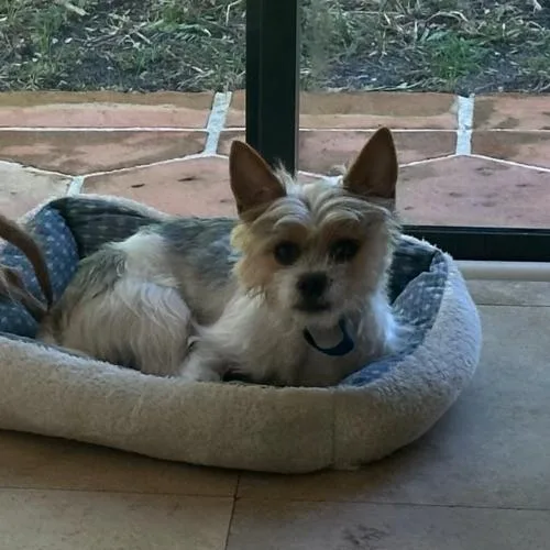 Gino