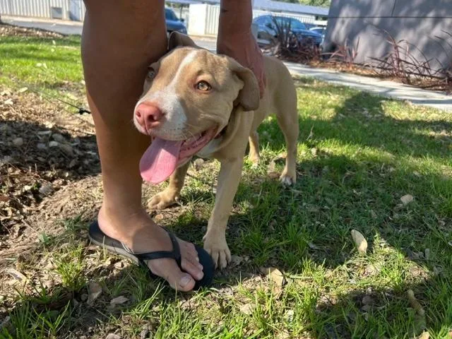 A young medium-sized female Yellow / Tan / Blond / Fawn Pit Bull Terrier dog named Shay for adoption in Monrovia , CA