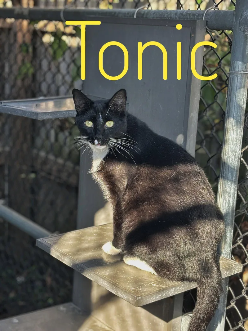 An adult small-sized male Tuxedo cat named Tonic CCHS for adoption in Locust Grove, GA
