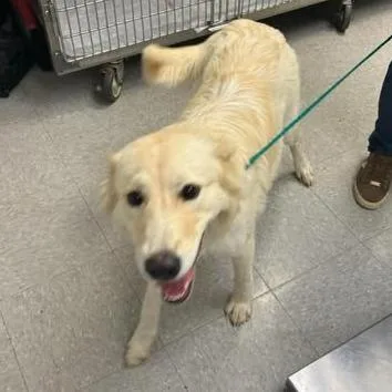 A young medium-sized female White / Cream Great Pyrenees dog named Sadie for adoption in Bastrop, TX