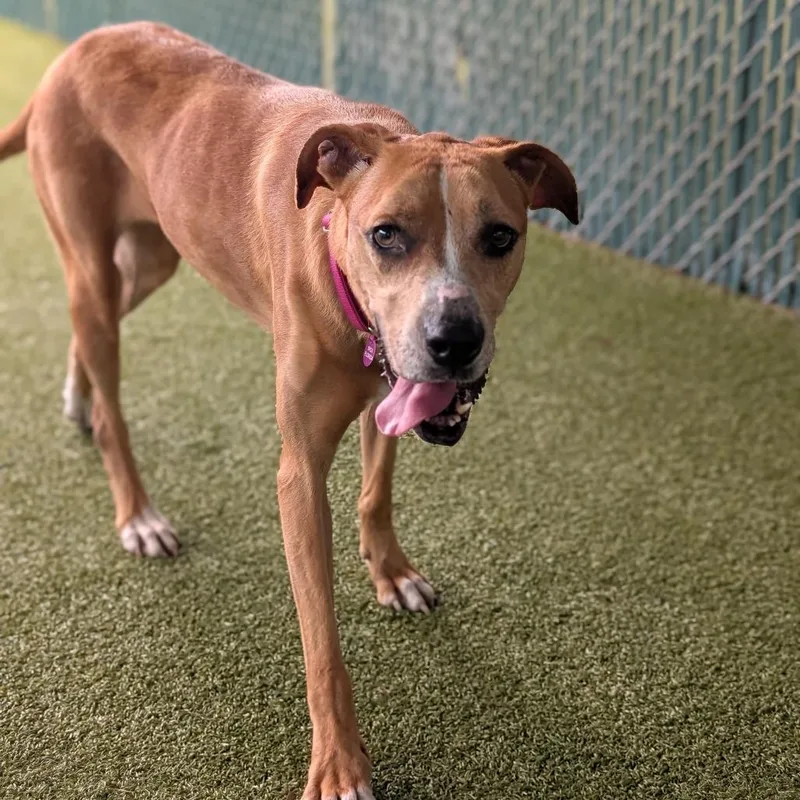 An adult large-sized female Yellow / Tan / Blond / Fawn Great Dane dog named Sammy for adoption in Lakeland, FL