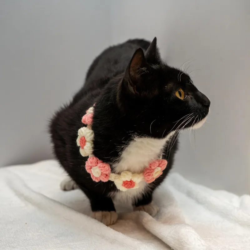 A young medium-sized female Black & White / Tuxedo Tuxedo cat named Bella for adoption in Bloomfield, NJ