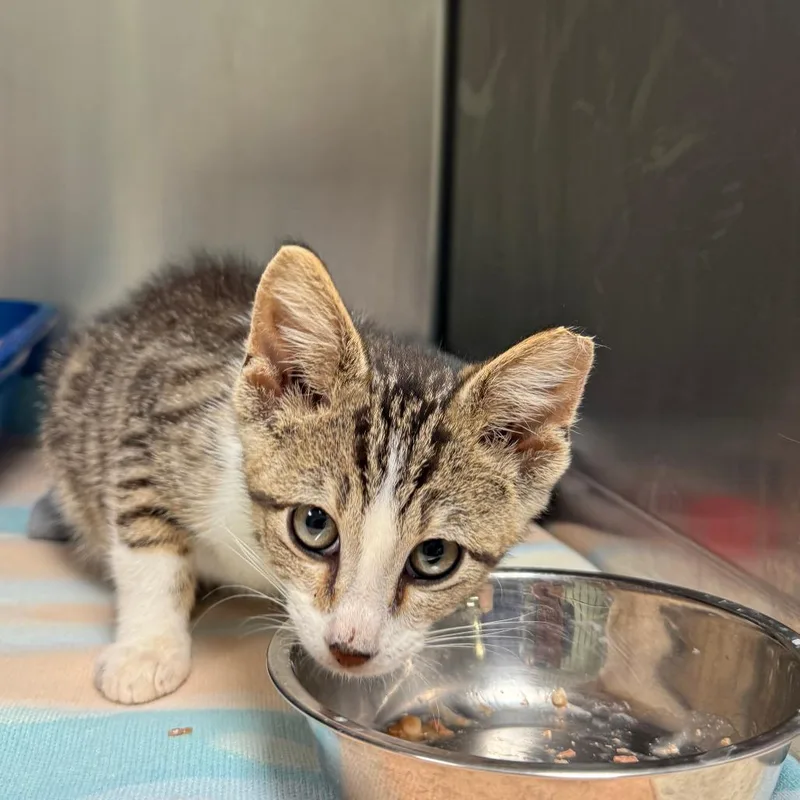 A baby small-sized male Brown / Chocolate Domestic Short Hair cat named Cornelius Cornbread for adoption in Richmond, IN