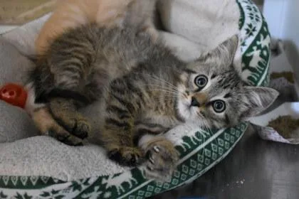 A young medium-sized male Domestic Short Hair cat named Mohg for adoption in Kansas City, MO