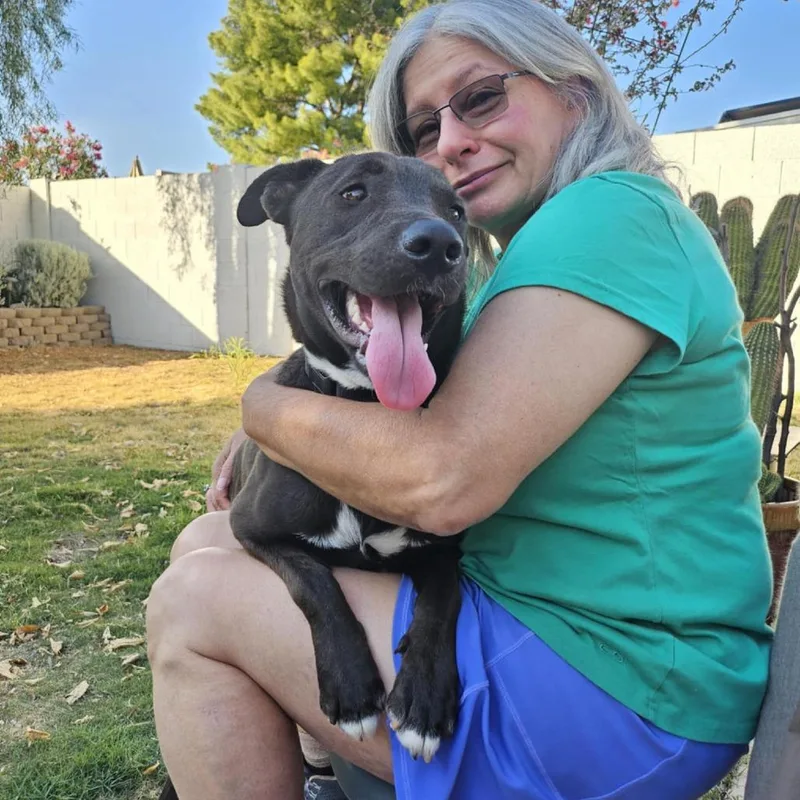 An adult medium-sized female Black Labrador Retriever dog named Angel for adoption in Phoenix, AZ