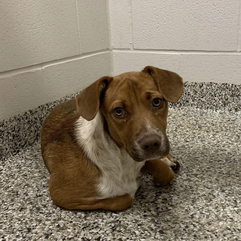 A young small-sized male Red / Chestnut / Orange Beagle dog named Bandana for adoption in Morganton, NC