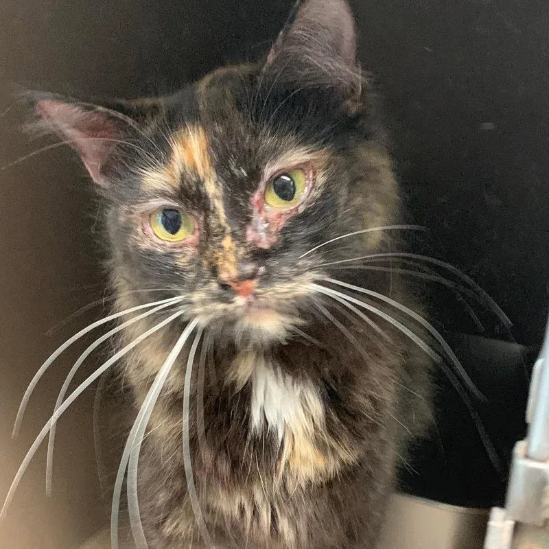 A young medium-sized female Tortoiseshell Domestic Medium Hair cat named Maren for adoption in Cleveland, MS