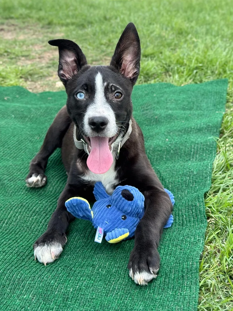 A baby medium-sized male Black Siberian Husky dog named Flip for adoption in Southport, CT
