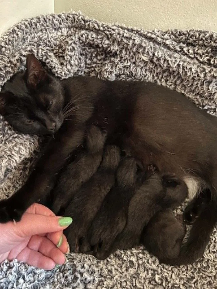 A baby medium-sized female Black Domestic Short Hair cat named Sashimi for adoption in Candler, NC