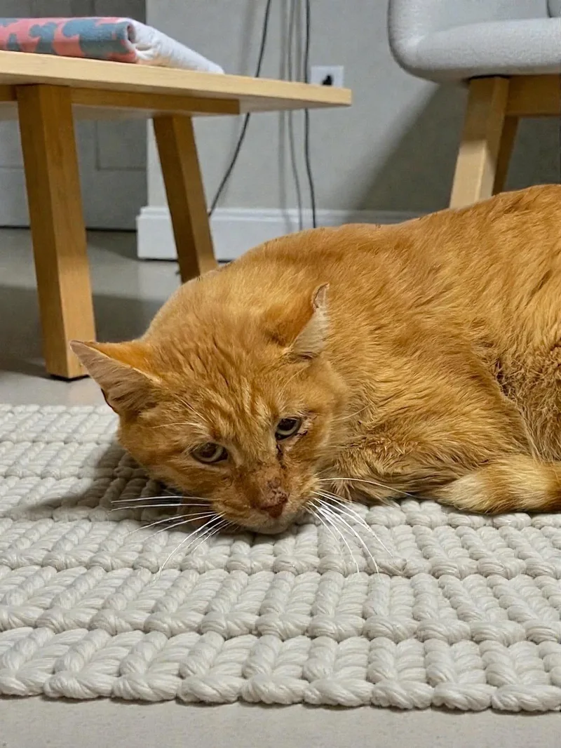 Chester thumbnail 2
