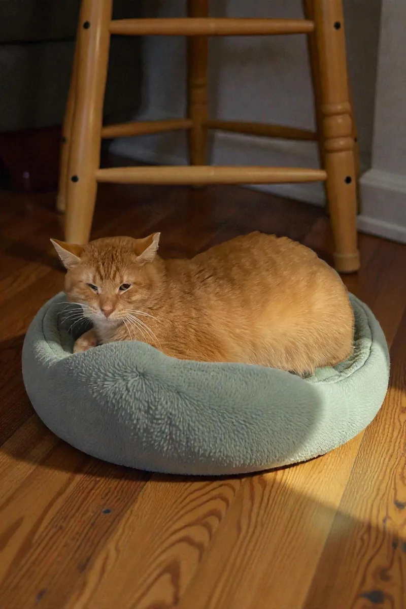 Chester thumbnail 3