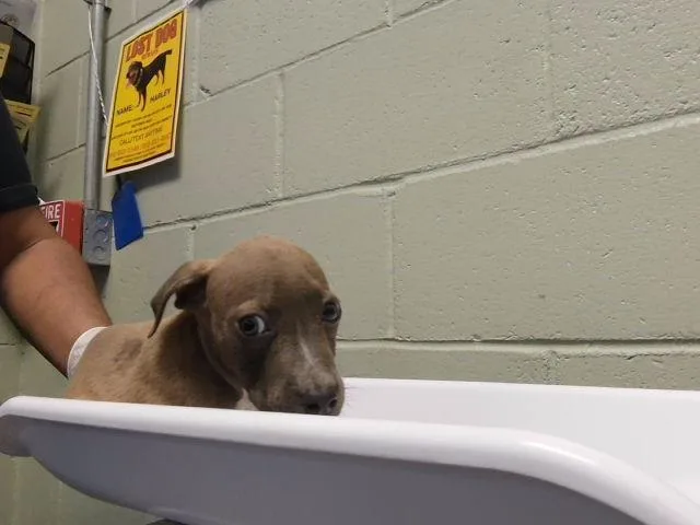 A baby small-sized female Pit Bull Terrier dog named Dumpling for adoption in Tulsa, OK
