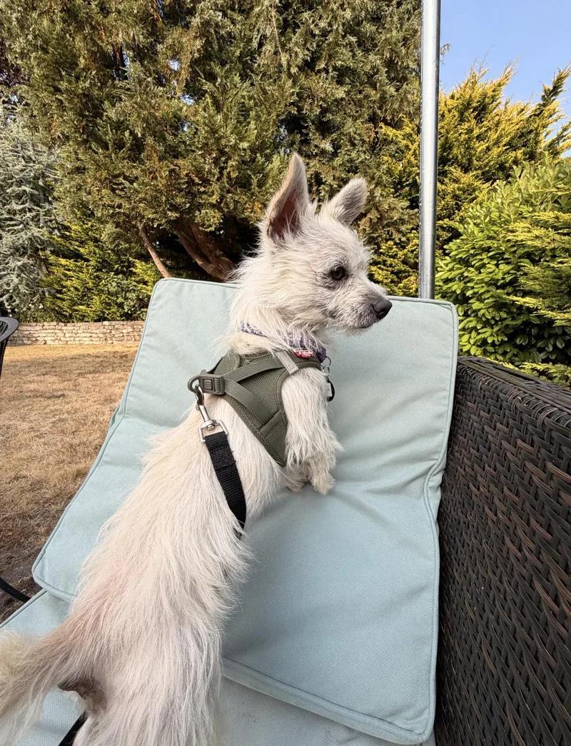 An adult small-sized male White / Cream West Highland White Terrier / Westie dog named Quark for adoption in Seattle, WA
