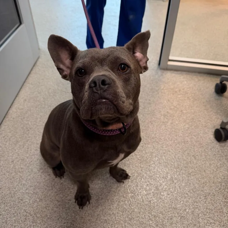 An adult medium-sized female Gray / Blue / Silver Mixed Breed dog named Angela for adoption in Englewood, FL