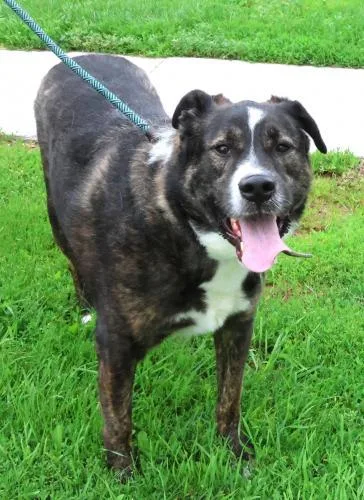 A young large-sized male German Shepherd Dog dog named Skoolie for adoption in Thief River Falls, MN