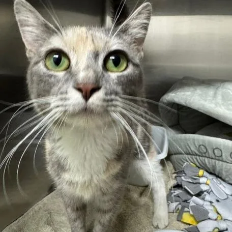 An adult medium-sized female Calico Domestic Short Hair cat named Cheri Bomb for adoption in Edwardsville, IL