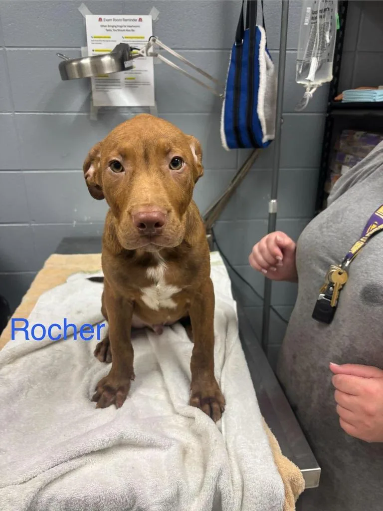 Rocher thumbnail 2