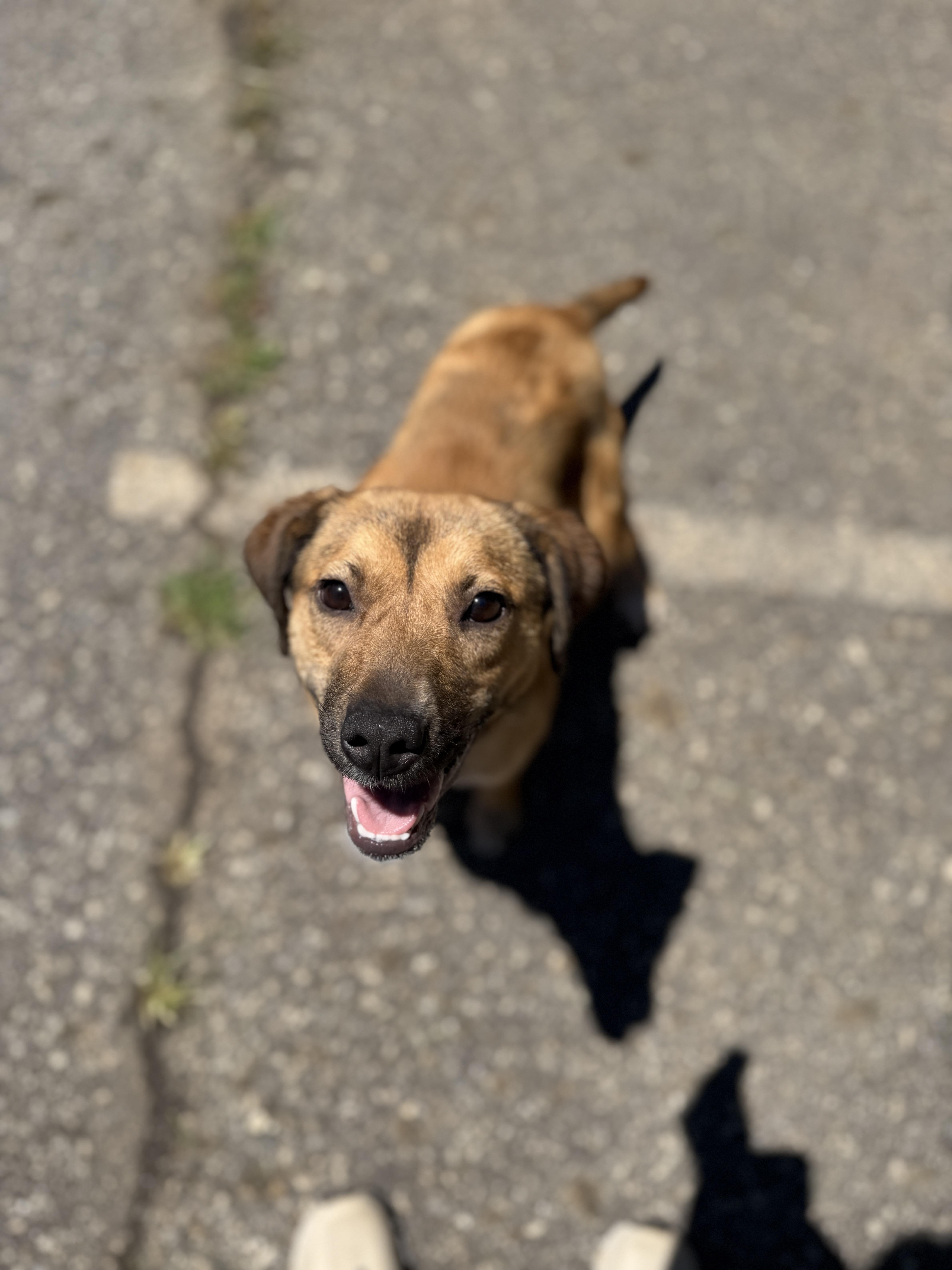 A young medium-sized female Mixed Breed dog named Tink for adoption in Elberton, GA