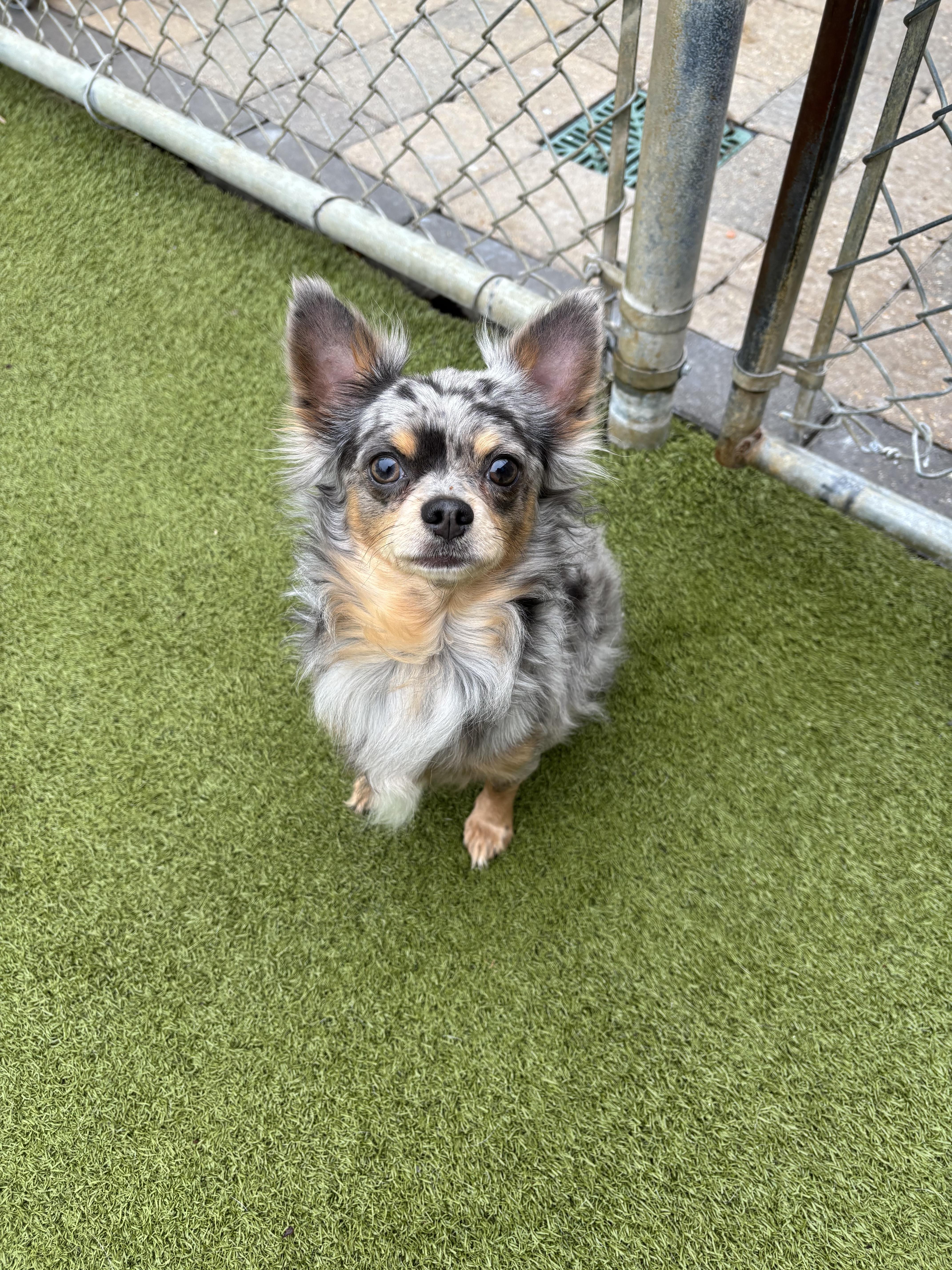 An adult small-sized male Merle (Blue) Chihuahua dog named Phineas for adoption in Vernon Hills, IL