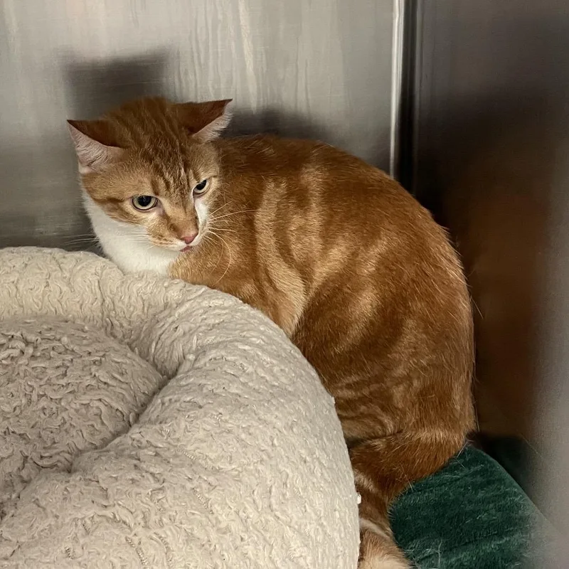 An adult large-sized male Orange / Red Domestic Short Hair cat named Jake for adoption in Port Charlotte, FL