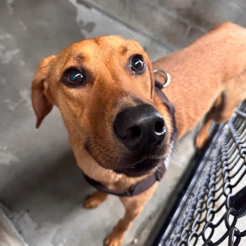 A young medium-sized male Yellow / Tan / Blond / Fawn Hound dog named Hank for adoption in Clearwater, FL