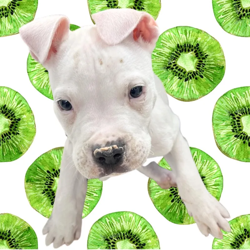 A young small-sized male White / Cream Mixed Breed dog named Kilo for adoption in Chattanooga, TN