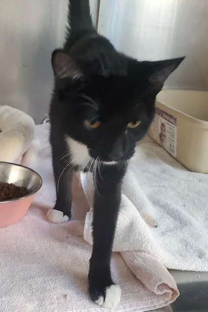 A baby small-sized female Black & White / Tuxedo Domestic Short Hair cat named Lincoln for adoption in Canoga Park, CA