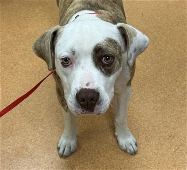 An adult medium-sized male Pit Bull Terrier dog named Javert for adoption in Martinez, CA