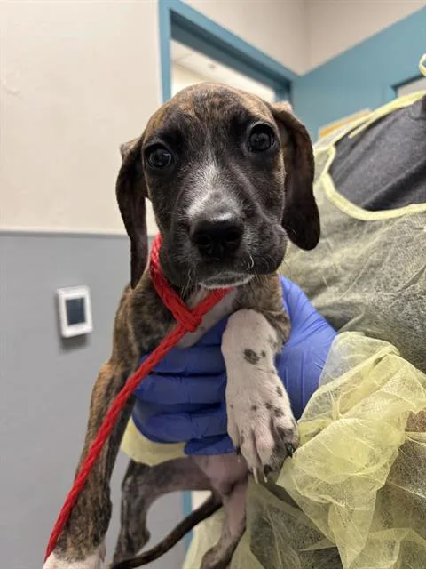 A baby small-sized male Mastiff dog named Muffin for adoption in Las Vegas, NV