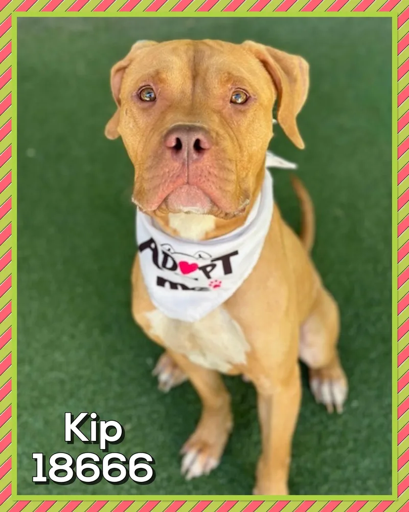 Kip