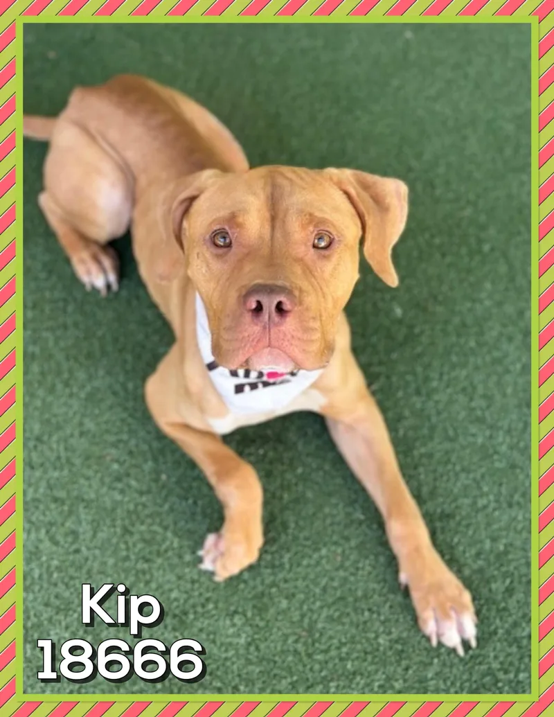 Kip thumbnail 3