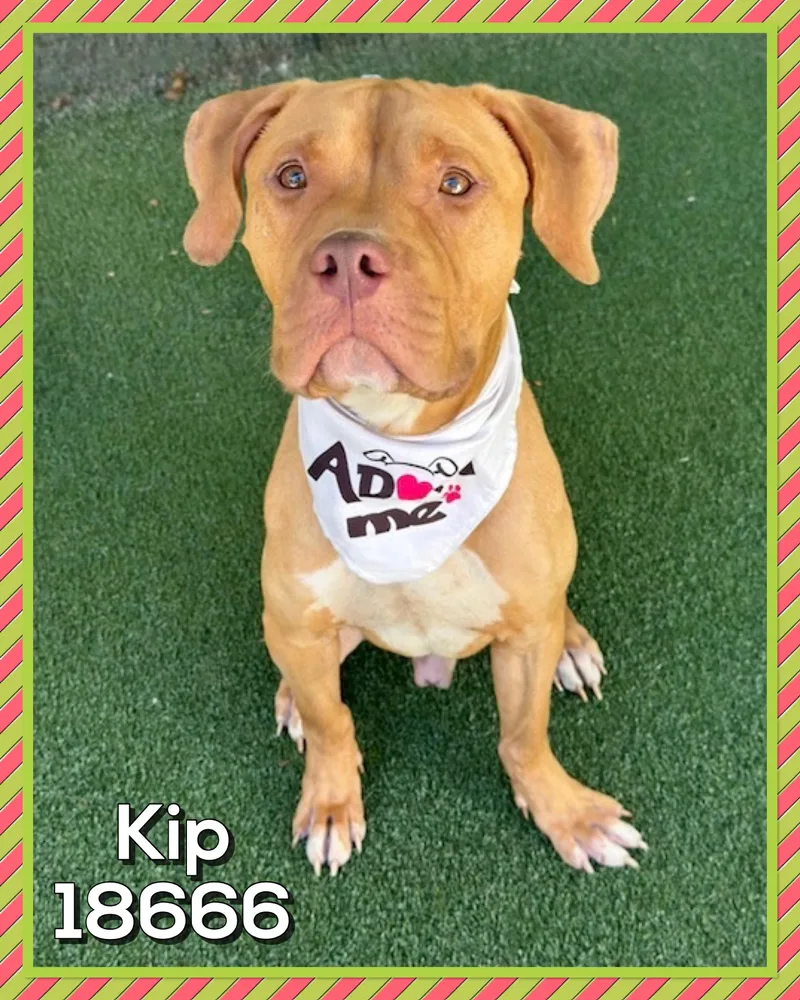 Kip thumbnail 4