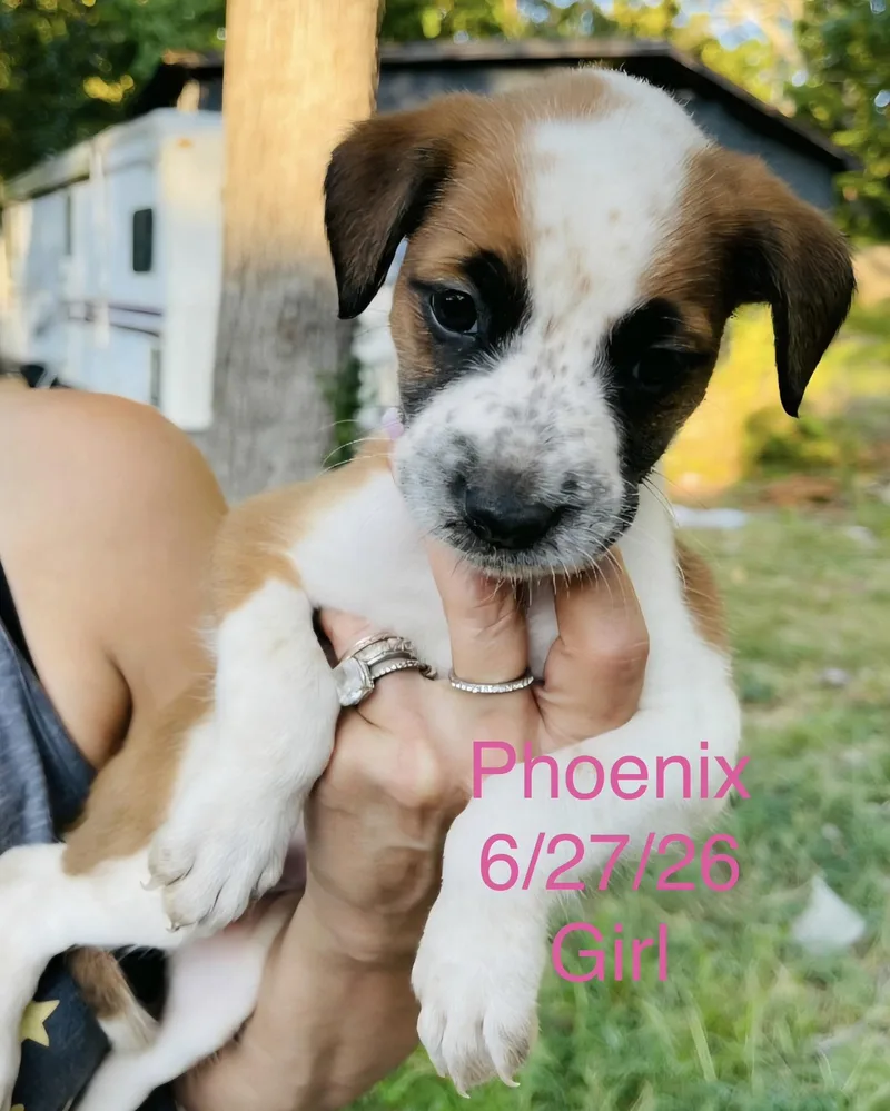 Phoenix
