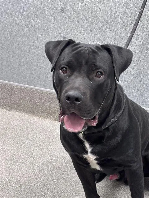 A young small-sized male Cane Corso dog named Chopper for adoption in Las Vegas, NV