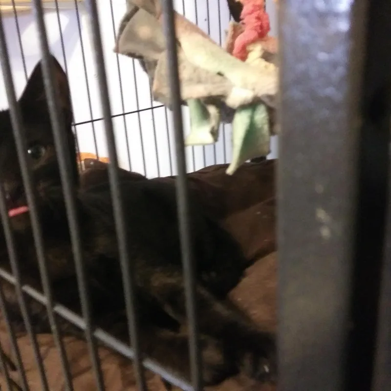 A baby medium-sized male Black Domestic Short Hair cat named Aj for adoption in Port Wentworth, GA