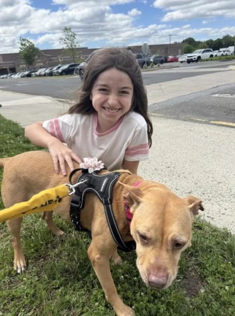 An adult medium-sized female Golden Pit Bull Terrier dog named Coco for adoption in Tinton Falls, NJ