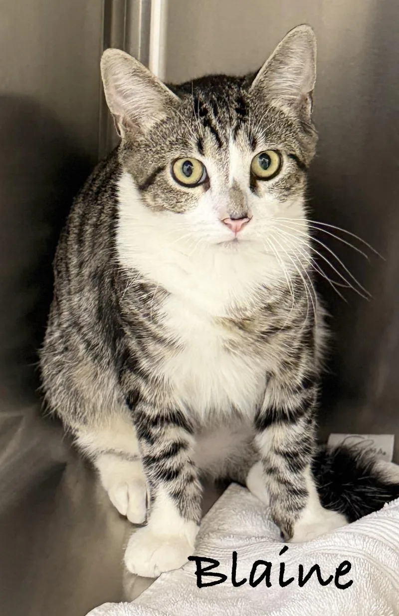 A baby medium-sized male Tabby (Gray / Blue / Silver) Domestic Short Hair cat named Brutus for adoption in Pawleys Island, SC